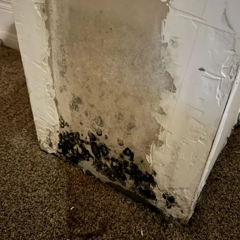 Professional Mold Removal in Gibson, GA